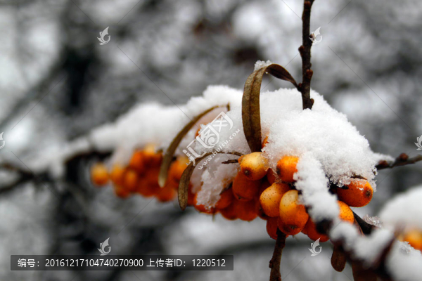 雪中的沙棘