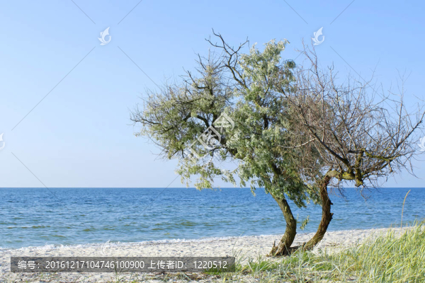 海岸上孤獨的樹