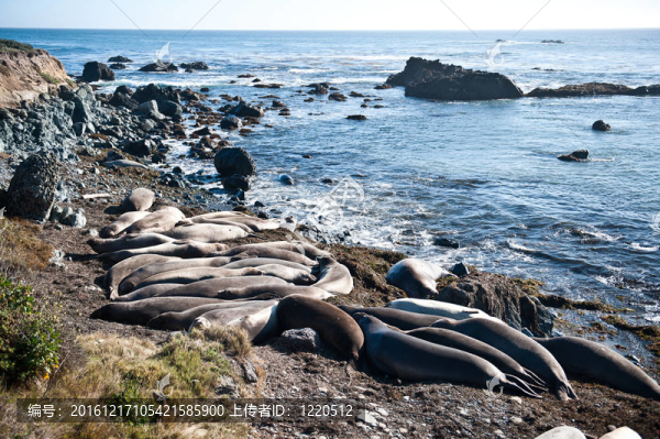 加利福尼亞海獅