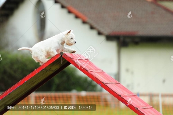 在敏捷測(cè)試的衣裝