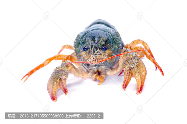小龍蝦