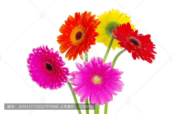 豐富多彩的非洲菊