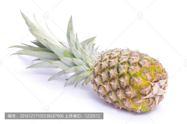 菠蘿
