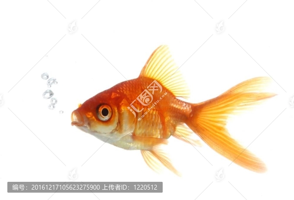 金魚吹泡泡