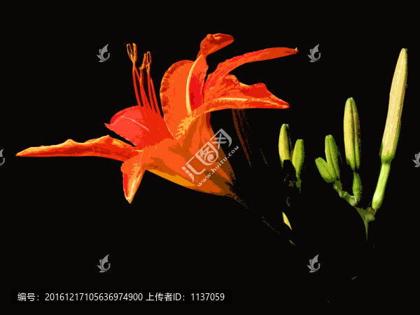 萱草,木刻