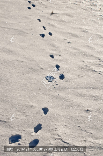 雪中兔子