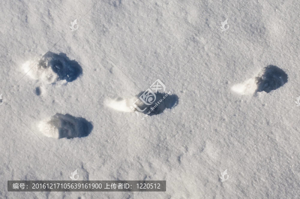 雪中兔子
