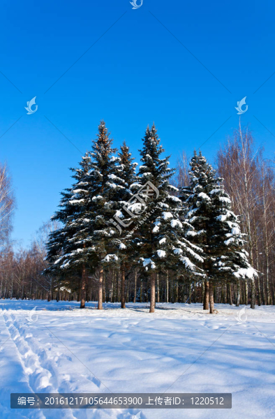 美麗的冬季景觀與雪和冷杉樹