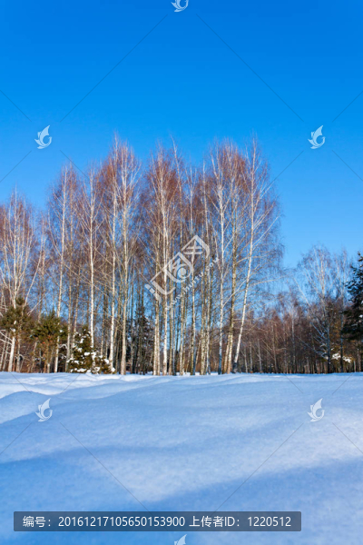 美麗的冬景雪和白樺樹