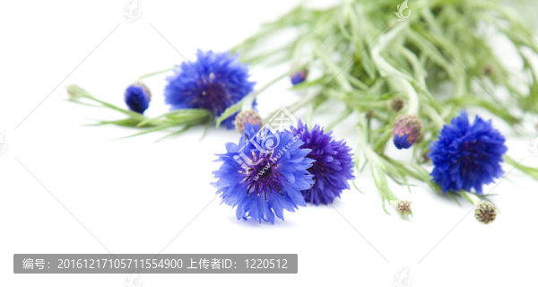 束矢車菊（矢車菊；學(xué)士按鈕；青蠅；Boutonniere,flower；hurtsickle）；在白