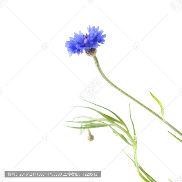 矢車菊（矢車菊；學(xué)士按鈕；青蠅；Boutonniere,flower；hurtsickle）；單純的