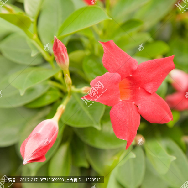 花鮮紅色的Mandevilla（Dipladenia）