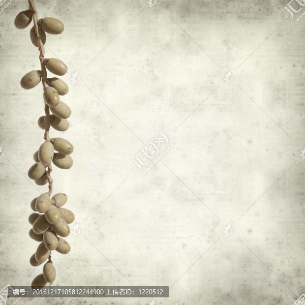 質(zhì)感的老紙背景與鳳凰棕櫚樹果實(shí)