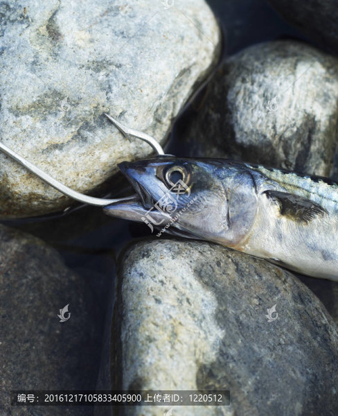 上鉤的魚(yú)
