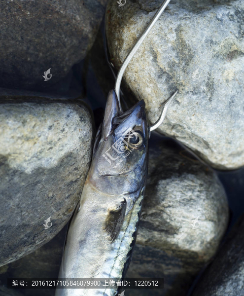上鉤的魚(yú)