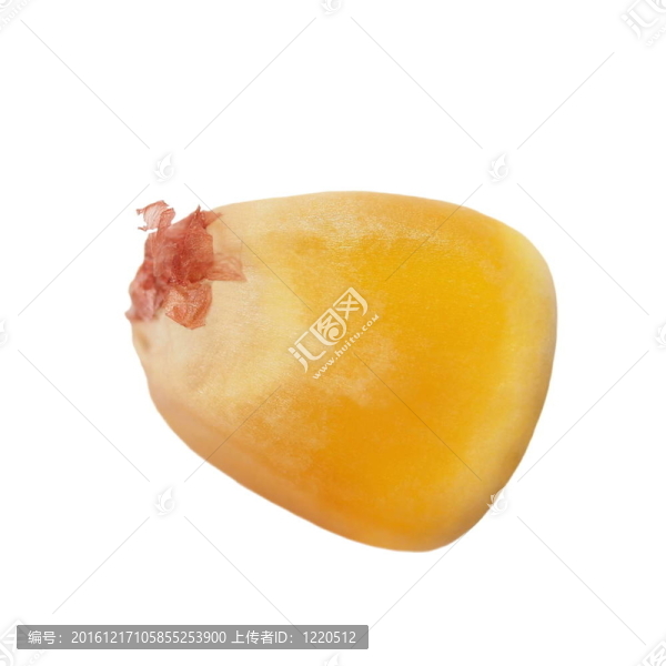 白色大粒玉米