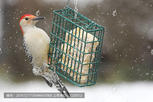 在飼養(yǎng)Woodpecker