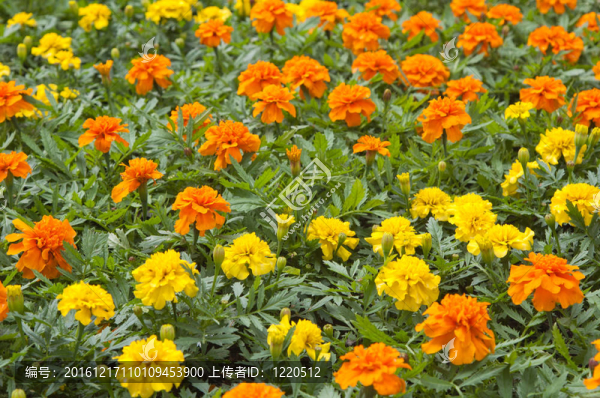 花卉品種；特寫
