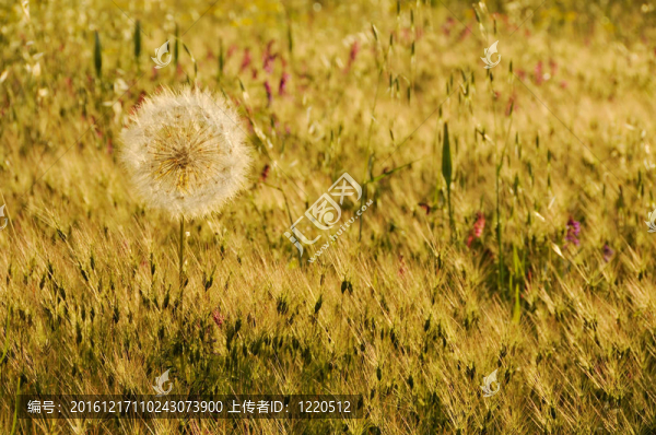 田野里的大蒲公英
