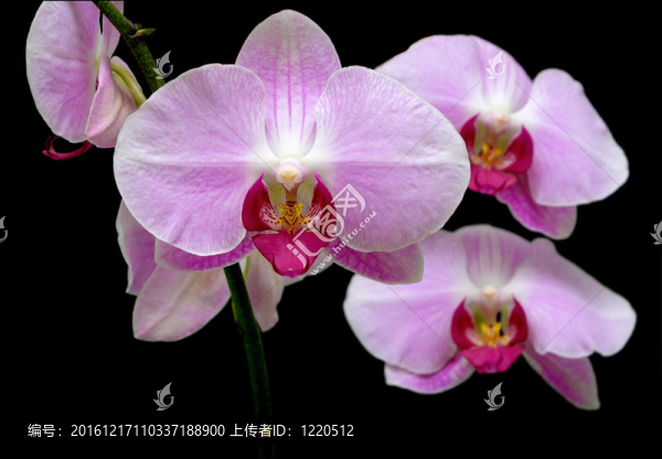 蘭花黑背景特寫