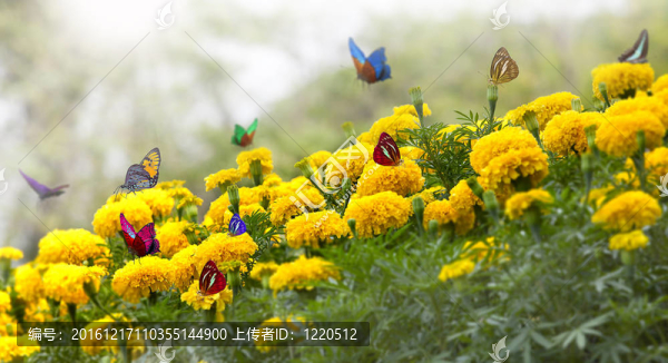 金盞花黃色