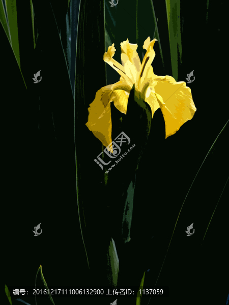 菖蒲,木刻