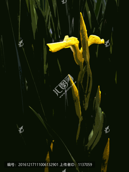 菖蒲,木刻