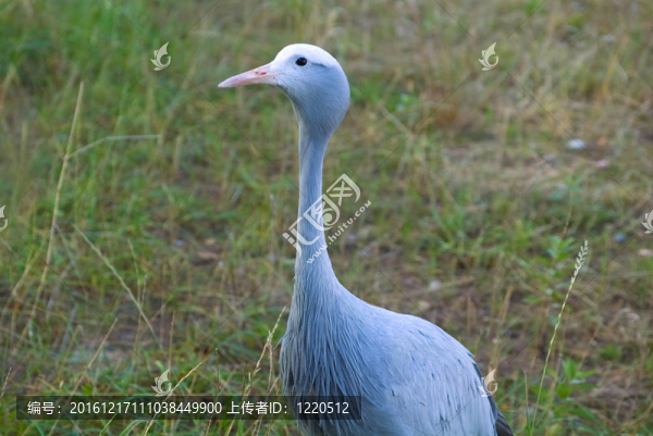 藍(lán)鶴鳥(niǎo)近