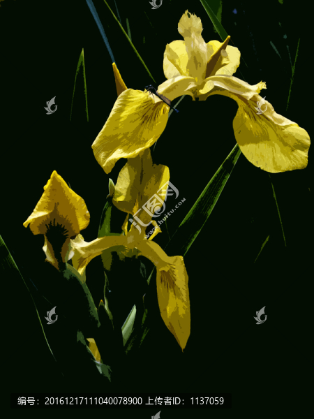 菖蒲,木刻