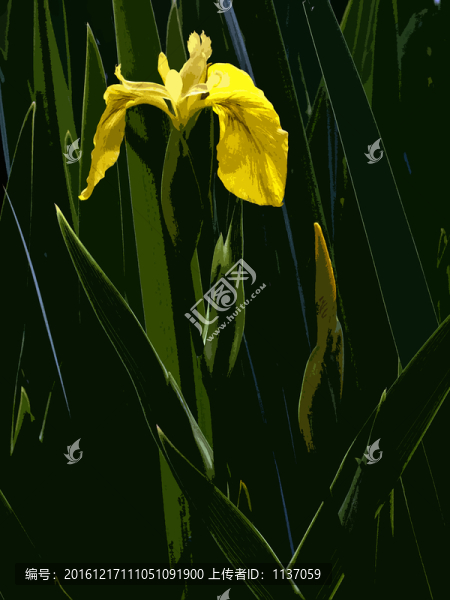 菖蒲,木刻