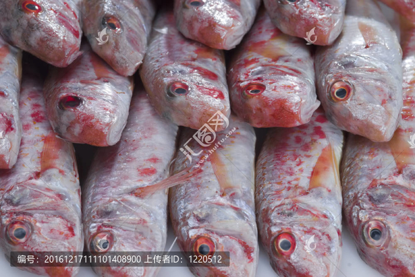 紅鯔魚。