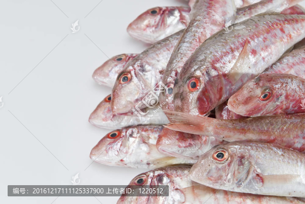 紅鯔魚。