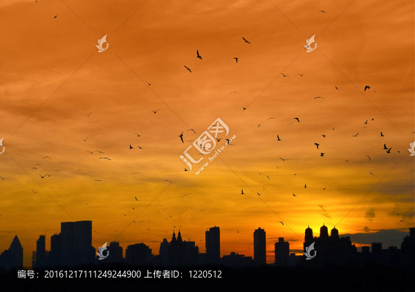 曼哈頓隨鳥飛翔