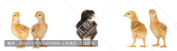 四只黃色小雞和一只黑色小雞