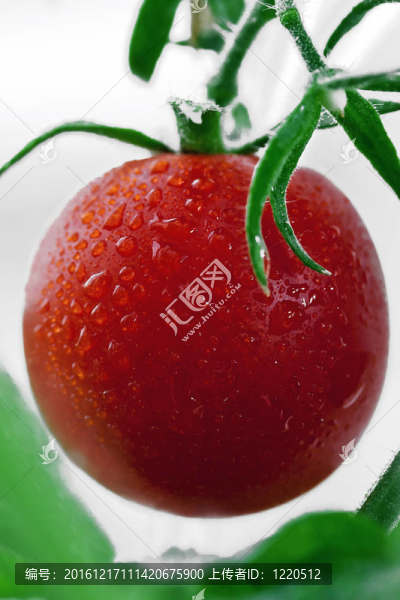 番茄