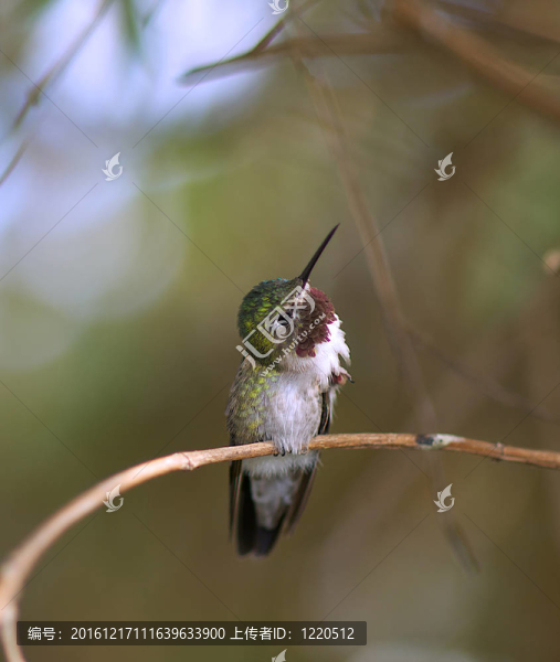 蜂鳥棲息的小樹枝