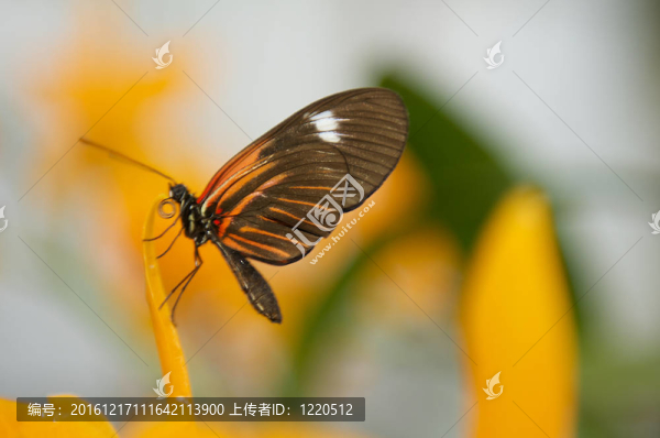 鋼琴鍵蝴蝶翅膀關(guān)閉。