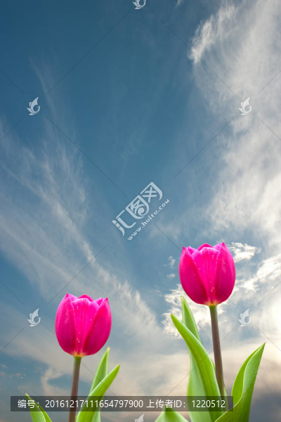 春天新鮮的郁金香和漂亮的背景