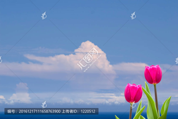 春天新鮮的郁金香和漂亮的背景