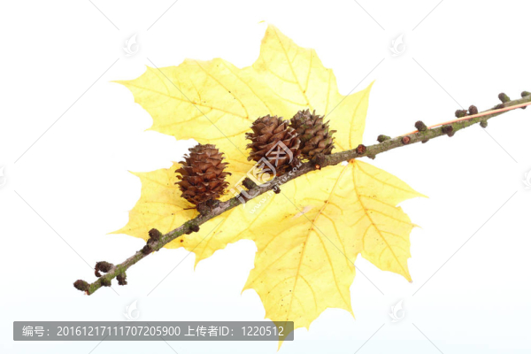 秋松楓葉