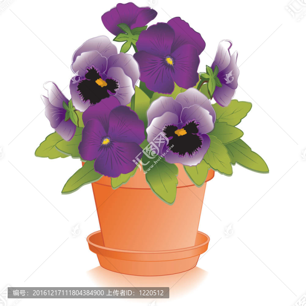 薰衣草紫色的紫羅蘭；Flowerpot；