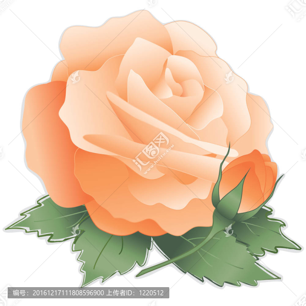 杏的玫瑰花