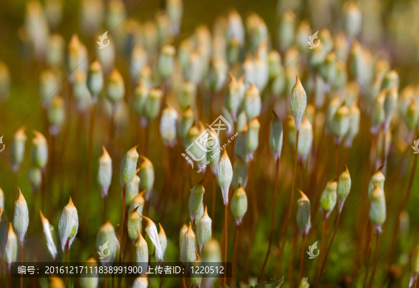 陽(yáng)光的苔蘚