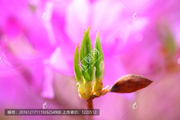 Azalea的花蕾