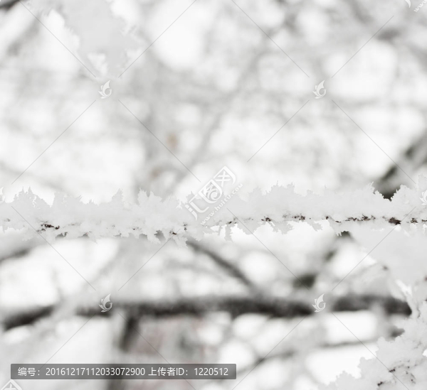 雪在樹枝上