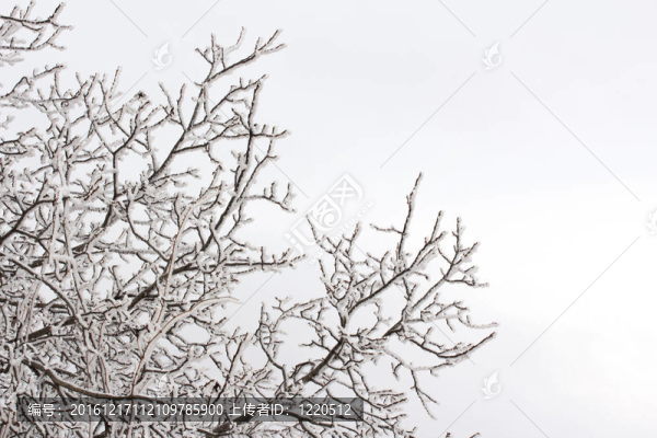 雪在樹枝上