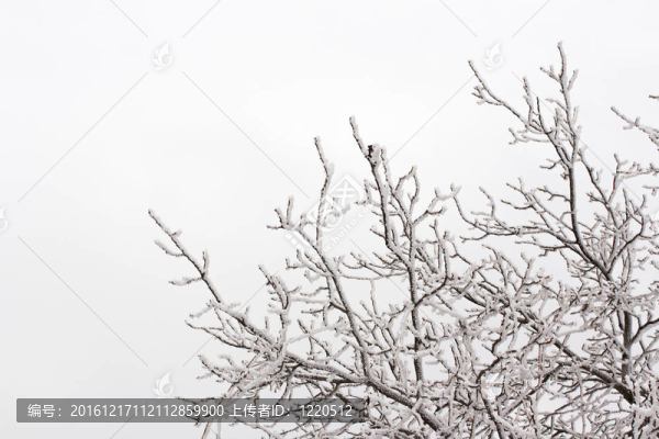 雪在樹(shù)枝上