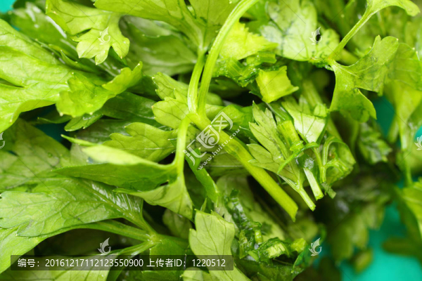 香菜背景枝條