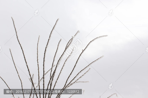 雪在樹(shù)枝上