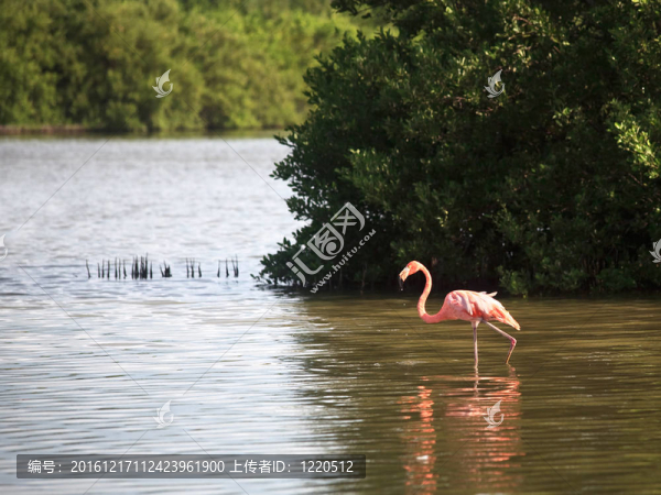 美洲紅鸛（Phoenicopterus,ruber）